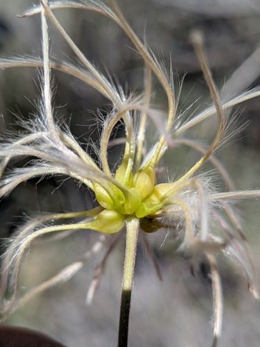 Clematis pauciflora, photograph 1