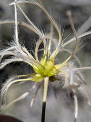 (c) Abraham Sánchez Romero, some rights reserved (CC BY) Clematis pauciflora, photograph (c) Abraham Sánchez Romero, some rights reserved (CC BY)