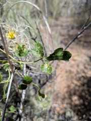 (c) Abraham Sánchez Romero, some rights reserved (CC BY) Clematis pauciflora, photograph (c) Abraham Sánchez Romero, some rights reserved (CC BY)