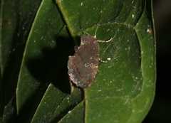 Elusa antennata