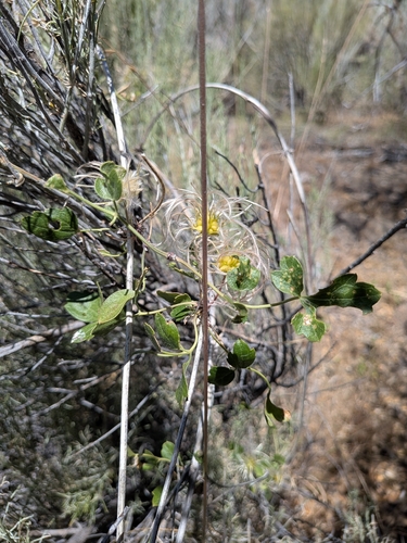 Clematis pauciflora, photograph 3