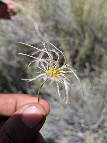 Clematis pauciflora, photograph 4