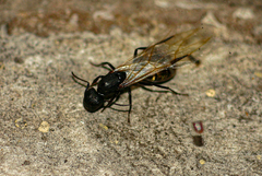 Camponotus chrysurus