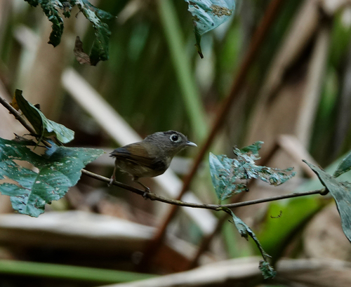Nepal Fulvetta (Alcippe nipalensis), photo 8