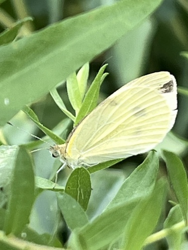 Cabbage White