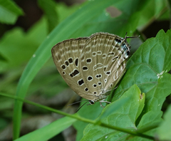 Arhopala camdeo