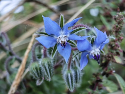 Borage