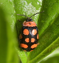 Alagoasa bipunctata