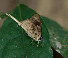 Bindahara moorei
