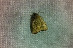 Bagisara rectifascia