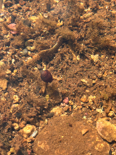 Melampus castaneus observed 2026-06-03