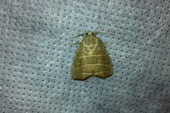 Bagisara rectifascia