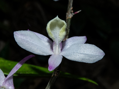 Dendrobium aphyllum