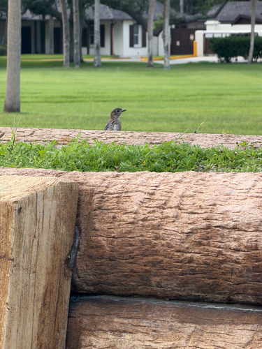 Eastern Bluebird