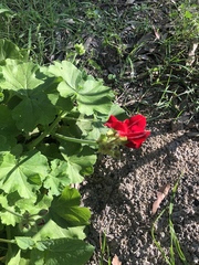 Pelargonium × hybridum