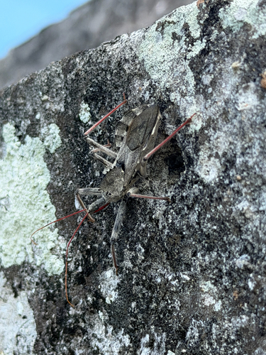 North American Wheel Bug