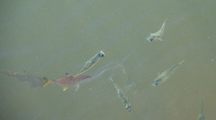 Atherinomorus vaigiensis