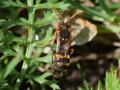 Nomada
