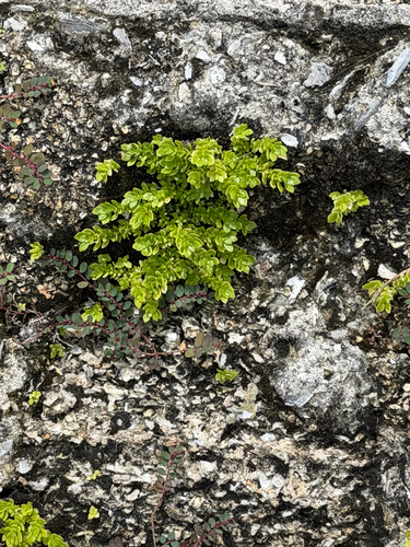 Artillery Plant