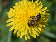 Apis mellifera