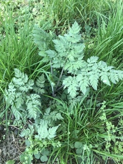 Anthriscus sylvestris