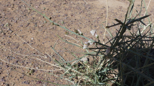 Acanthorrhinum ramosissimum