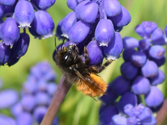 Osmia cornuta