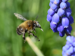 Anthophora plumipes
