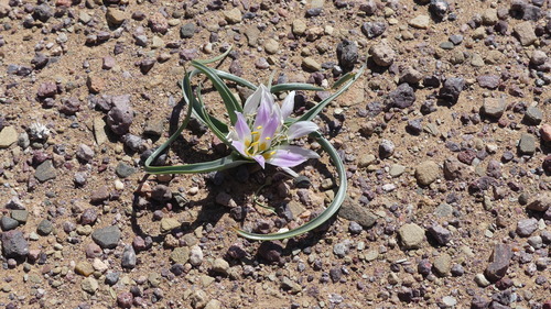 Colchicum gramineum