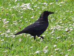 Corvus corone