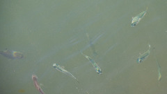 Atherinomorus vaigiensis