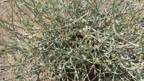 Farsetia occidentalis