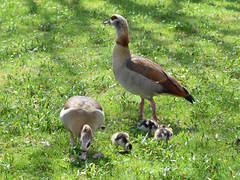 Alopochen aegyptiaca