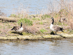 Branta canadensis