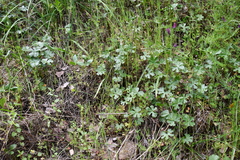 Sidalcea robusta