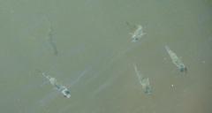 Atherinomorus vaigiensis