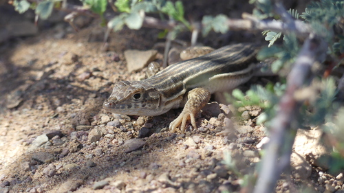 Bosc’s Fringe-toed lizard