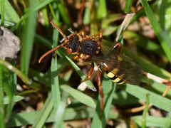 Nomada