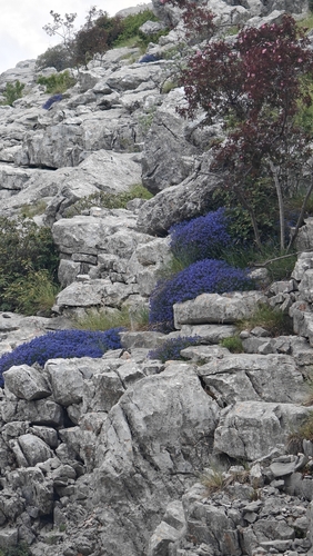 Moltkia petraea