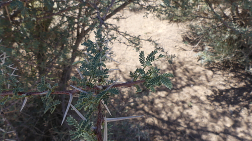 Vachellia flava