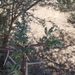 Acacia ehrenbergiana