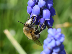 Anthophora plumipes