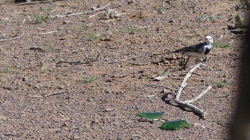 White Wagtail