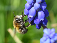 Anthophora plumipes