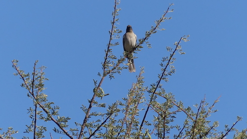 Common Bulbul
