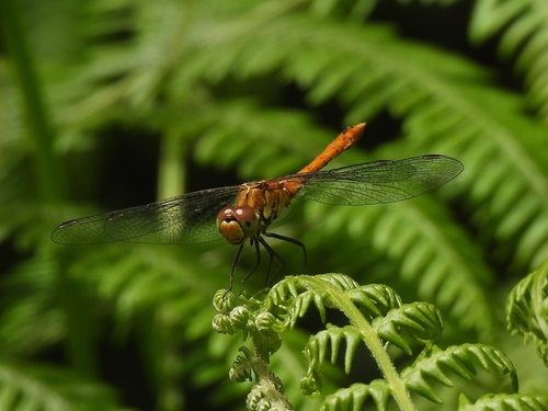 Ruddy Darter