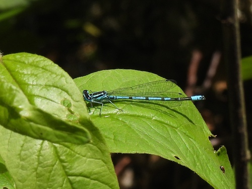 Azure Damselfly