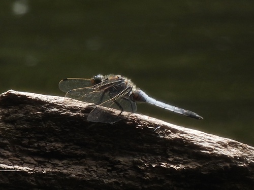 Black-tailed Skimmer
