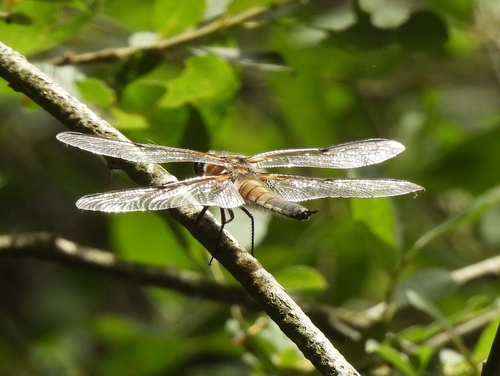 Four-spotted Skimmer
