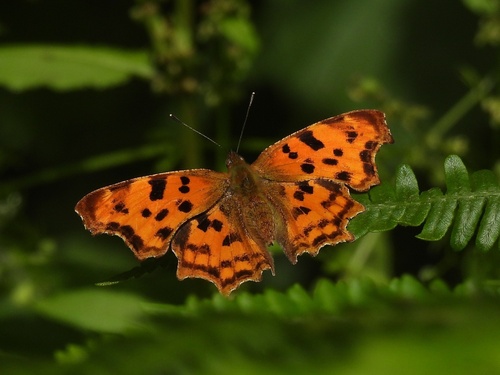 European Comma